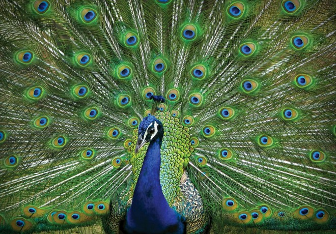 harmonia das cores paleta pavao azul